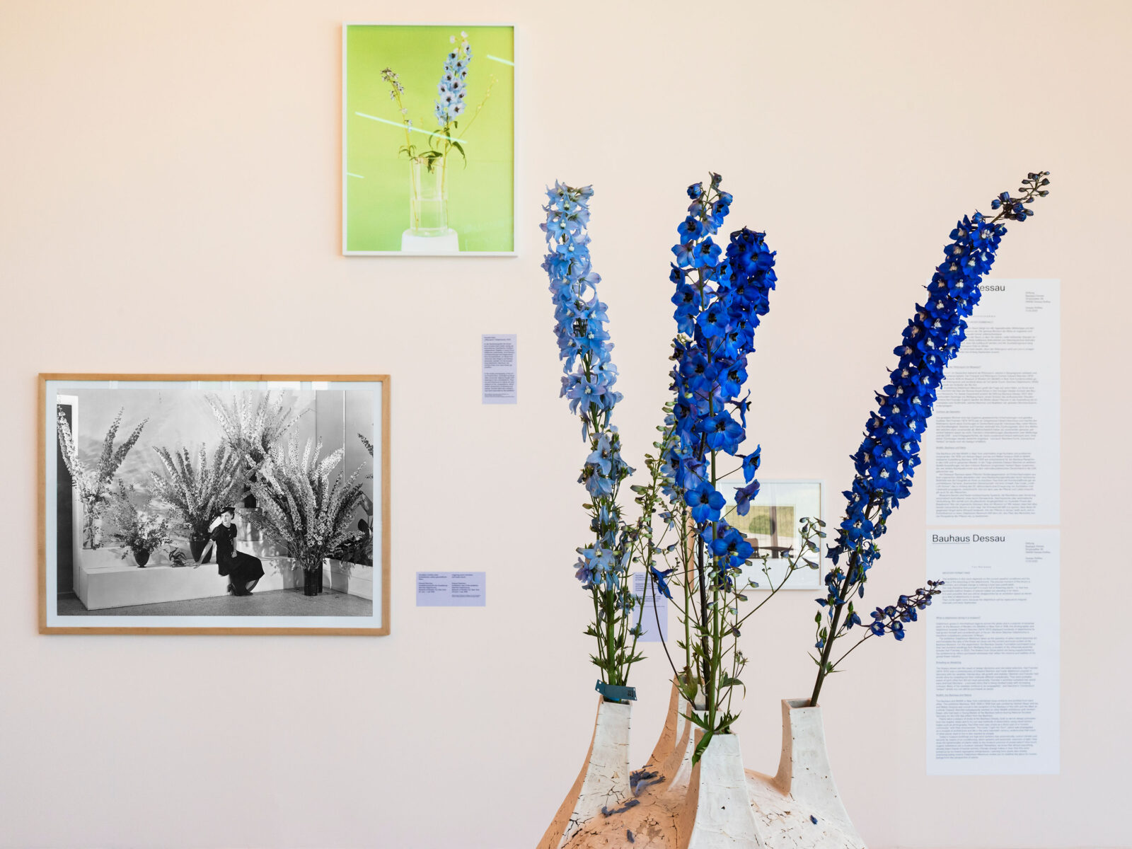 Vor einer Ausstellungswand mit Bildern und Texten ragen große Ritterspornblüten.