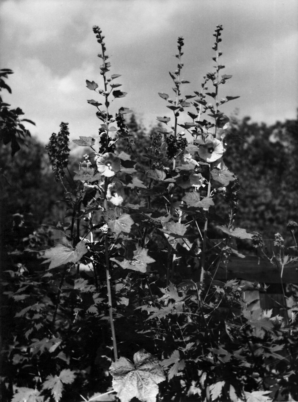 Schwarz-Weiß Foto zeigt formatfüllend 3 Stockrosen in voller Blüte.